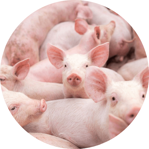 Piggery Production