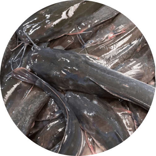 Fishery