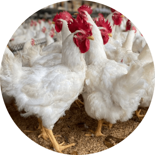 Poultry Production