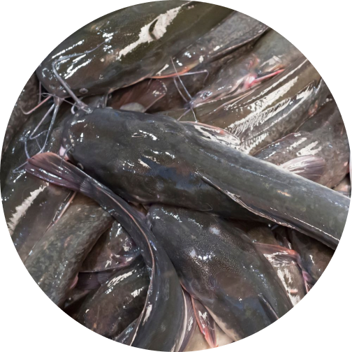 Fishery