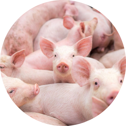 Piggery Production