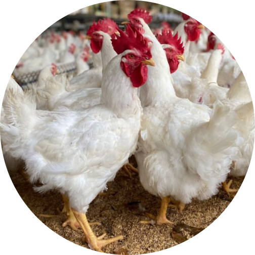 Poultry Production